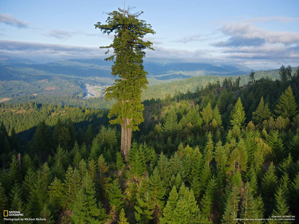 Đong đếm độ khủng của loài cây cao nhất thế giới