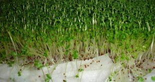 2 cách trồng rau mầm không cần đất siêu nhanh
