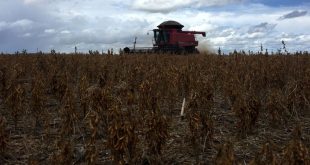 Tòa án Brazil huỷ bỏ lệnh cấm sử dụng glyphosate