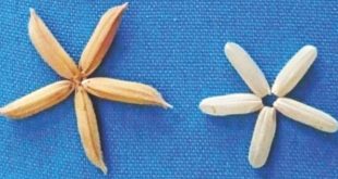 Bangladesh công nhận giống lúa biến đổi gen đầu tiên