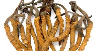 Đông trùng hạ thảo phát triển như thế nào?