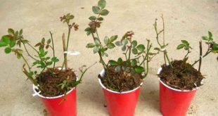 Kỹ thuật nhân giống cây bằng phương pháp giâm cành ở Malaysia