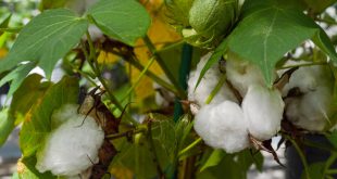 Hạt bông sớm sẽ có thể sử dụng làm thực phẩm