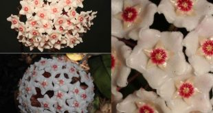 Nhận dạng loài hoa được tìm thấy sau 100 năm ở Hải Phòng