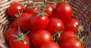 Thực vật có năng lực miễn dịch hay không?