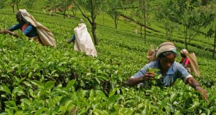 Sri Lanka – Ngành Chè thống nhất kêu gọi dỡ bỏ lệnh cấm sử dụng glyphosate